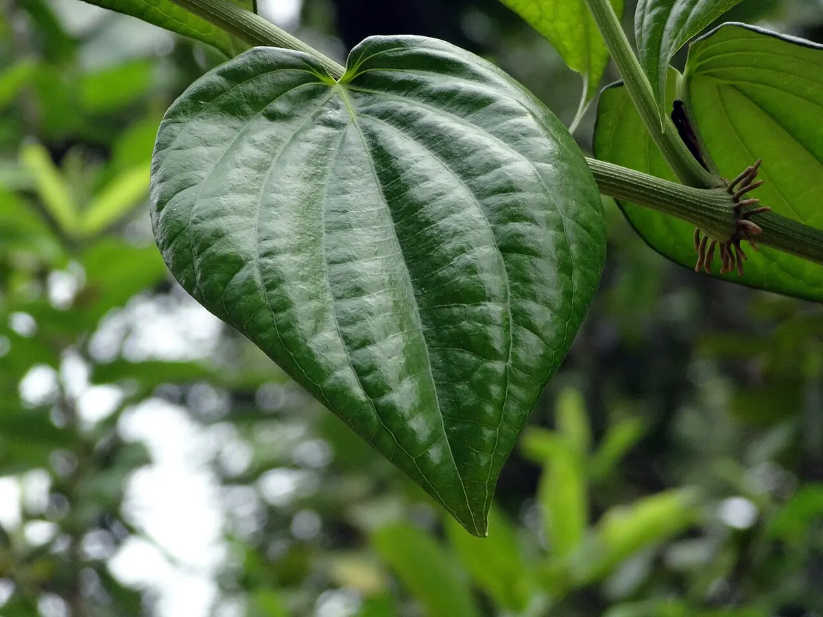 Single glossy betel leaf on the vine