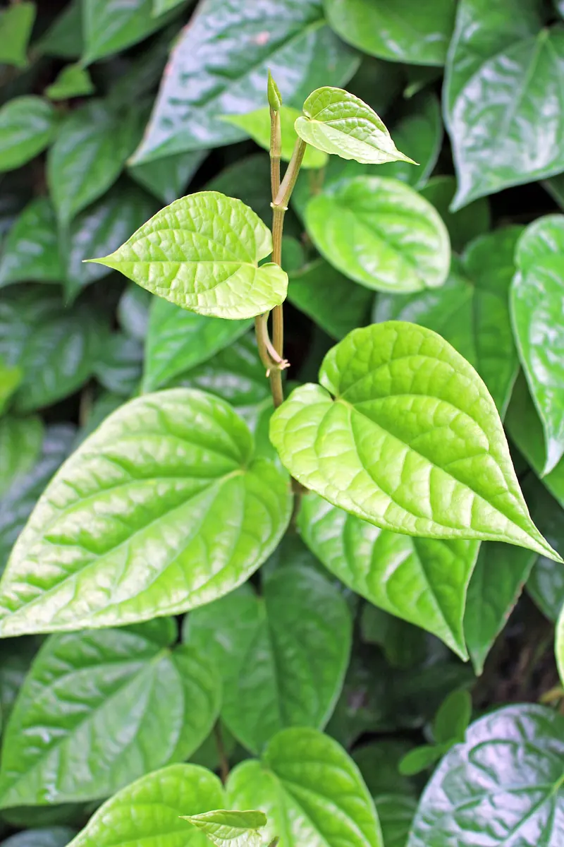 Betel vine with fresh heart shaped leaves