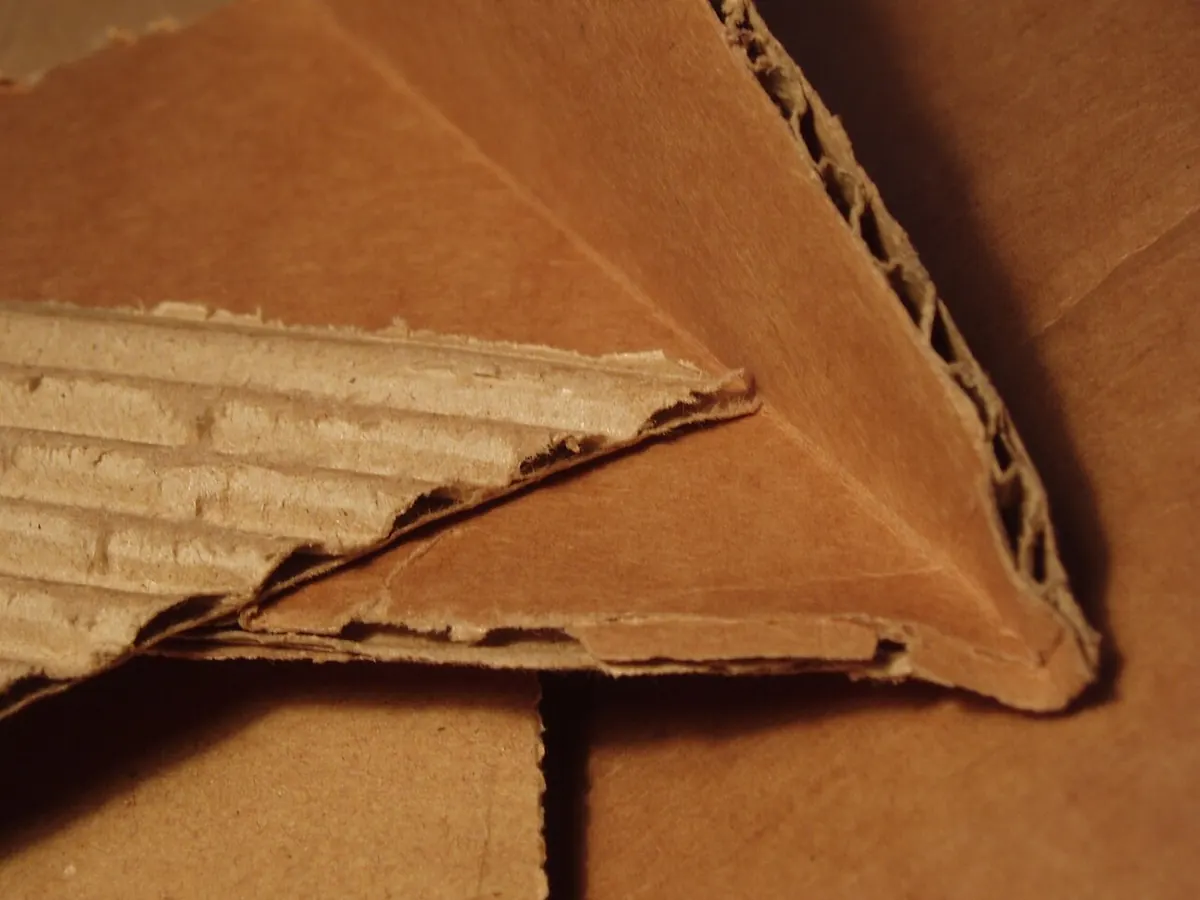 Edge of corrugated cardboard showing the fluted layer