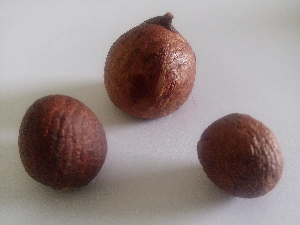 Three whole dried areca nuts on a white surface