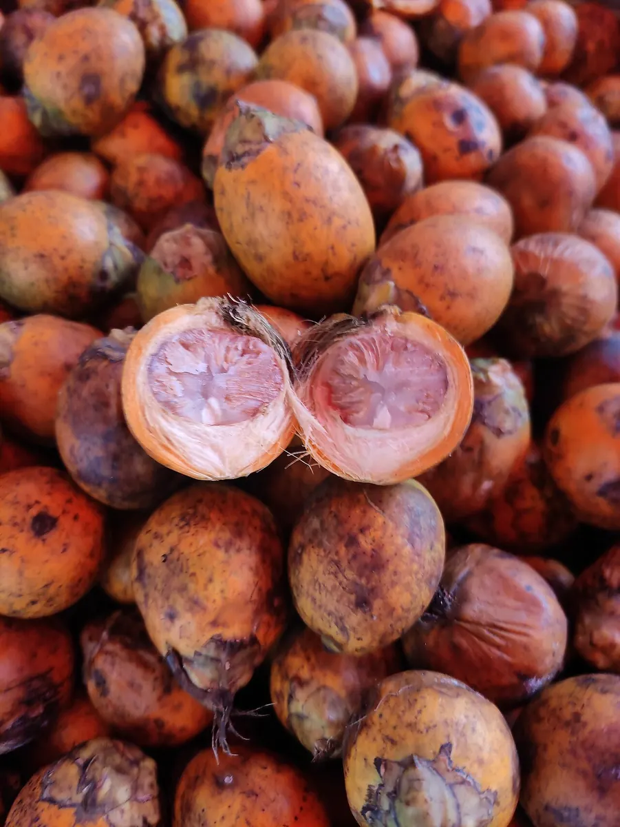 Ripe areca fruits with one cut open to show the nut
