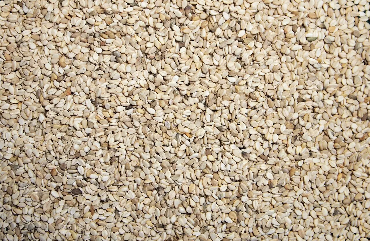 Close view of natural white sesame seeds