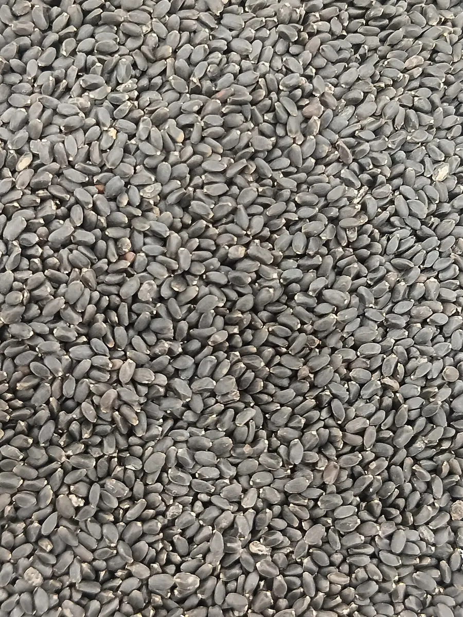 Close view of clean black sesame seeds