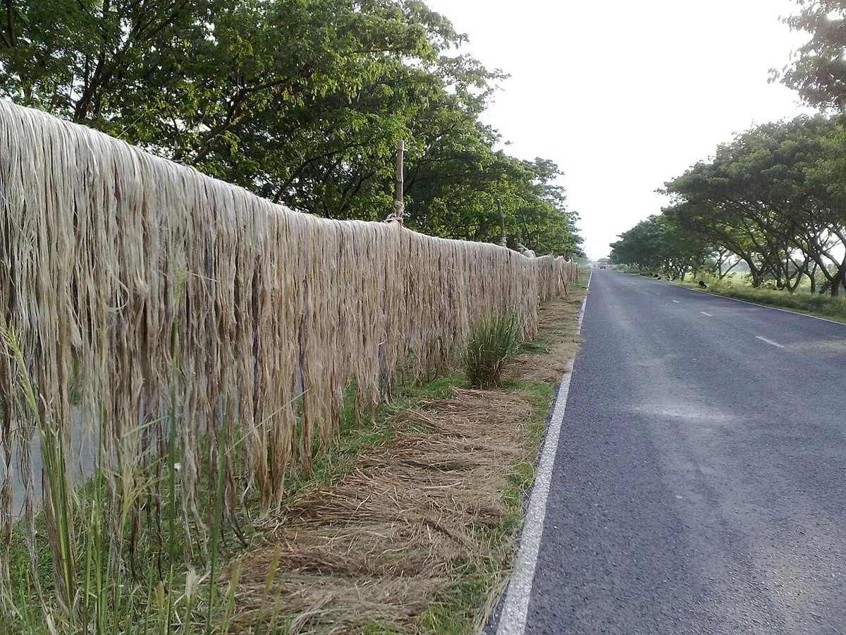 Raw jute fibre hung to dry along a roadside