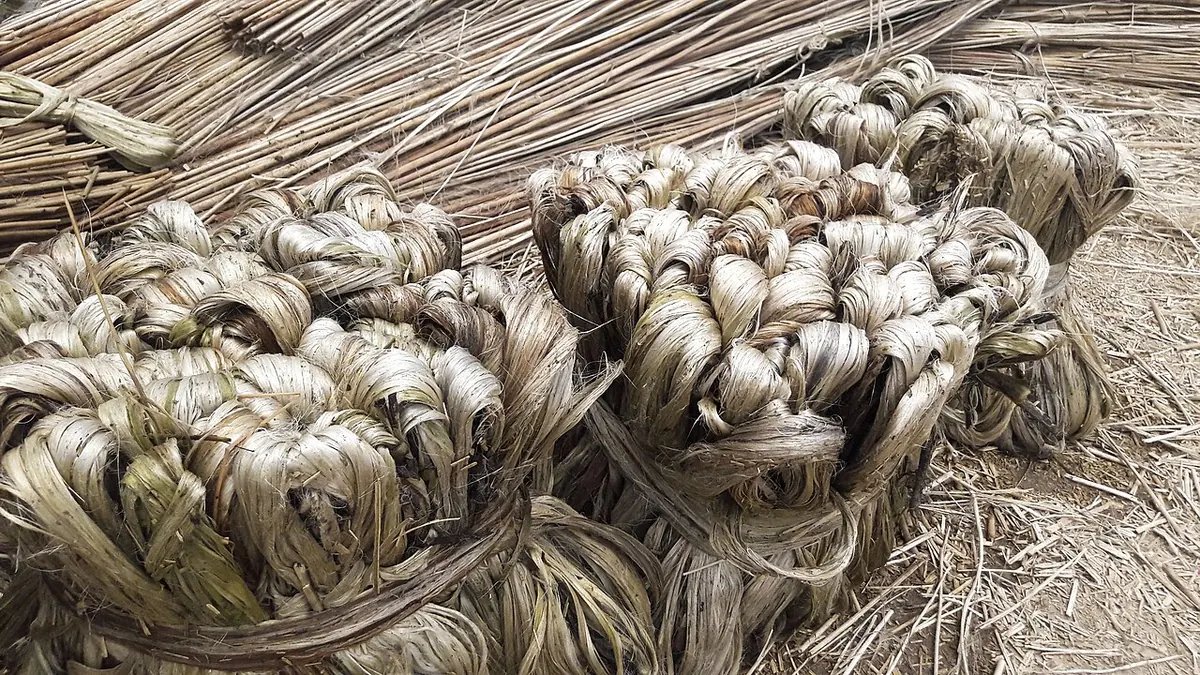 Bundles of freshly stripped jute fibre