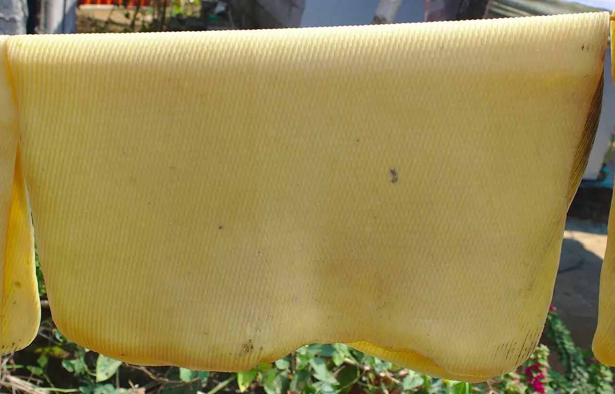 Pale natural rubber sheet hung up to dry in the sun