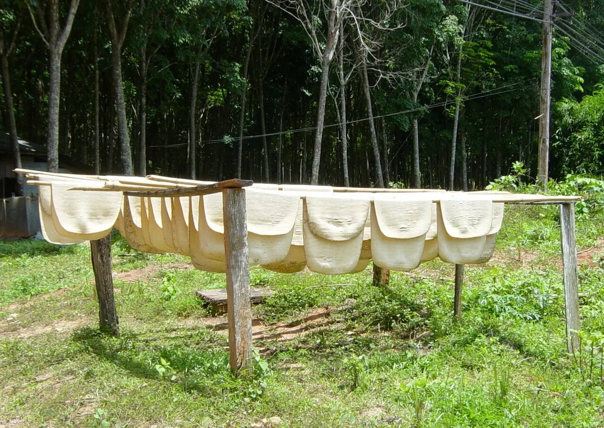 Natural rubber sheets drying on a wooden rack in a plantation