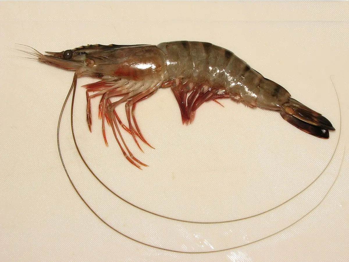Single raw black tiger shrimp on a pale background