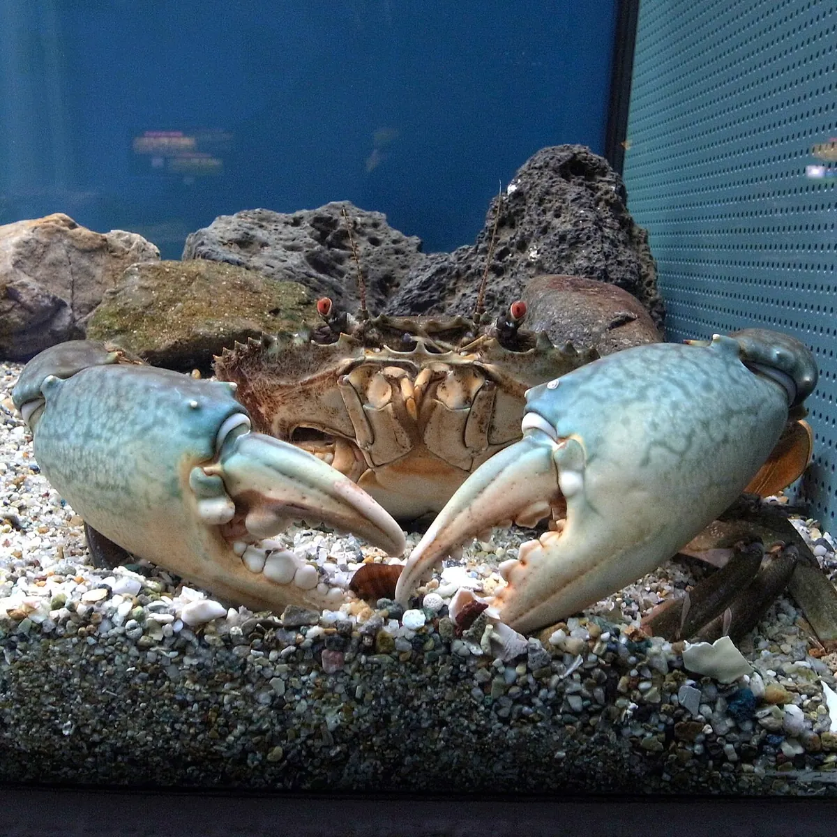 Live mud crab with blue claws in an aquarium tank