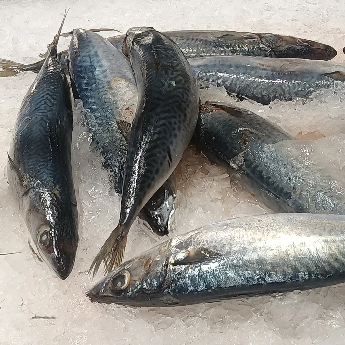 Whole frozen mackerel laid on crushed ice