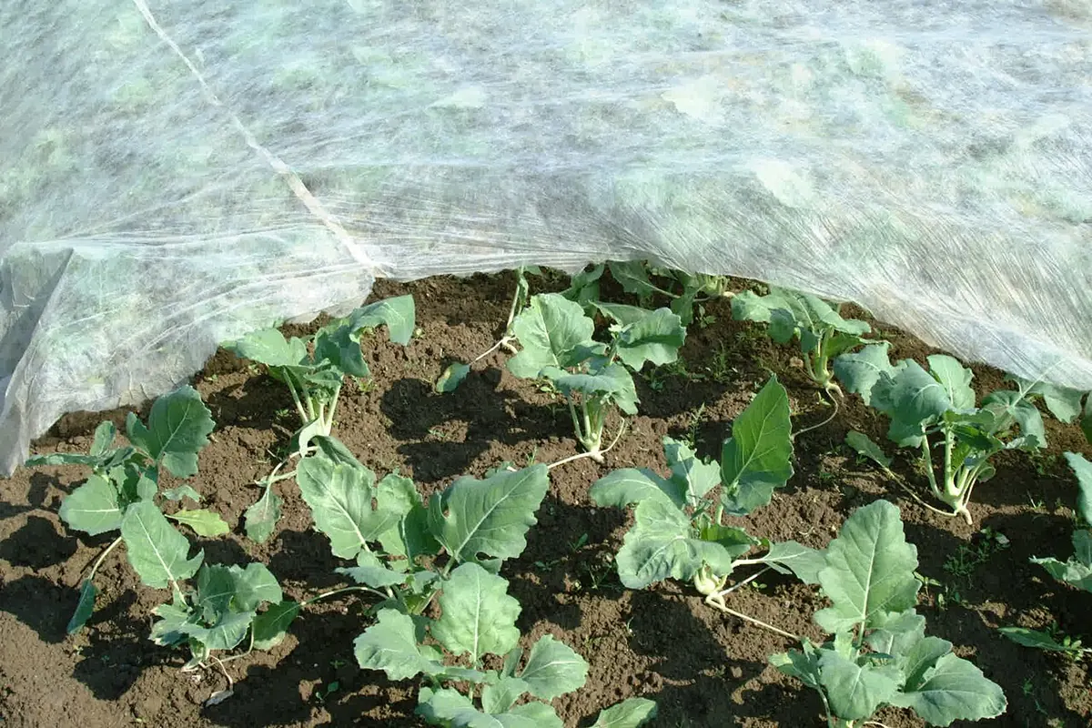 Nonwoven crop cover fleece over young kohlrabi plants
