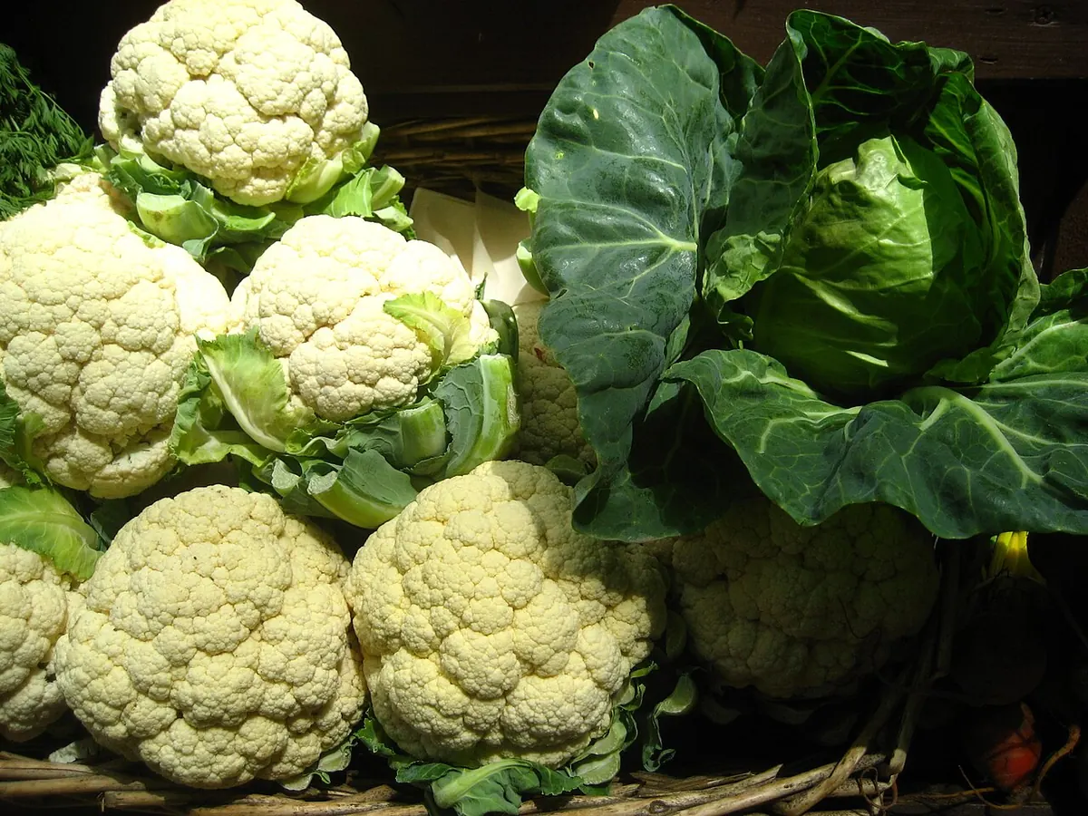 Cauliflower heads and a green cabbage in a basket