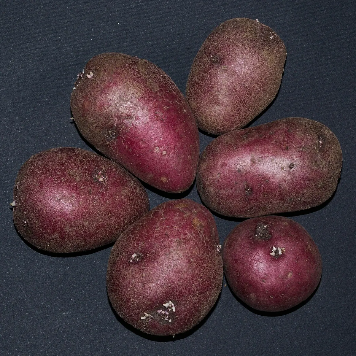 Red skinned potatoes on a dark blue background